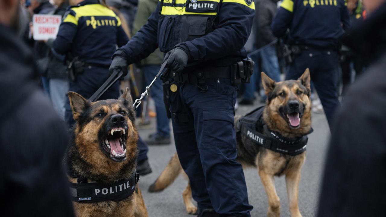 Hollanda'da Polis Köpeklerinin Kullanımı Tartışma Konusu Oldu