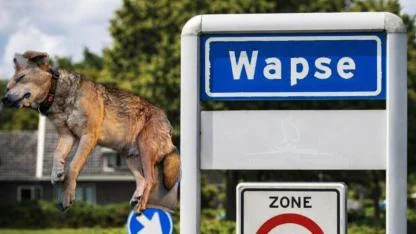 Hollanda’nın Wapse Köyünde Bir Köpek Silahla Vurularak Öldürüldü