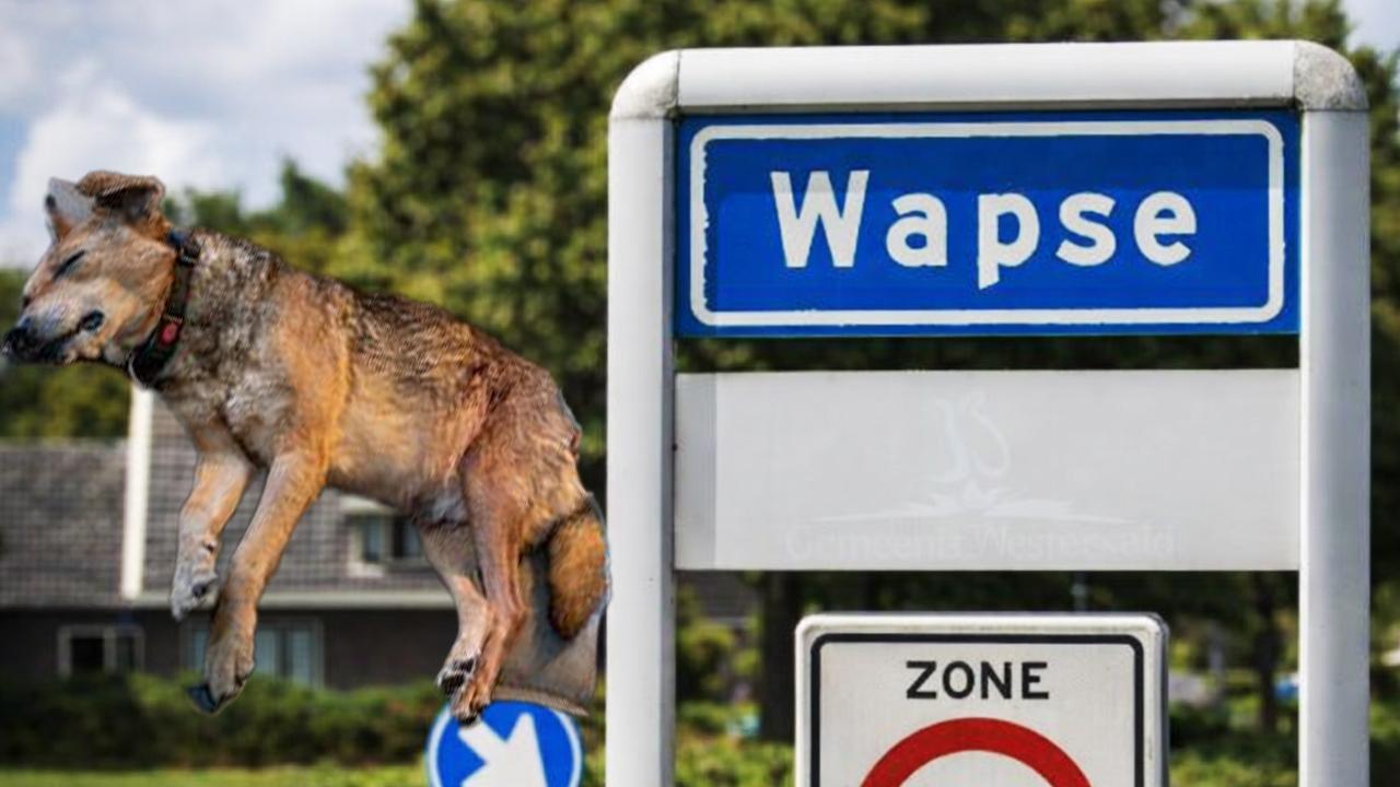 Hollanda’nın Wapse Köyünde Bir Köpek Silahla Vurularak Öldürüldü