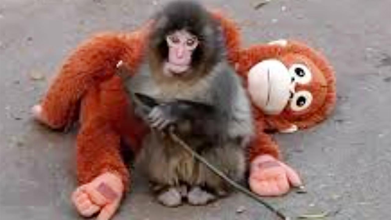 Japon Hayvanat Bahçesi Viral Olan “Yalnız Maymun” Videosuna Yanıt Verdi: “Acımanıza gerek Yok”