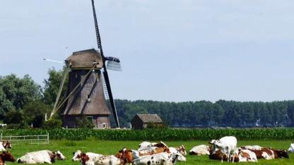 Hollanda’da Koruma Altındaki Doğadaki Çiftlikler Satın Alınıp Kapatılacak
