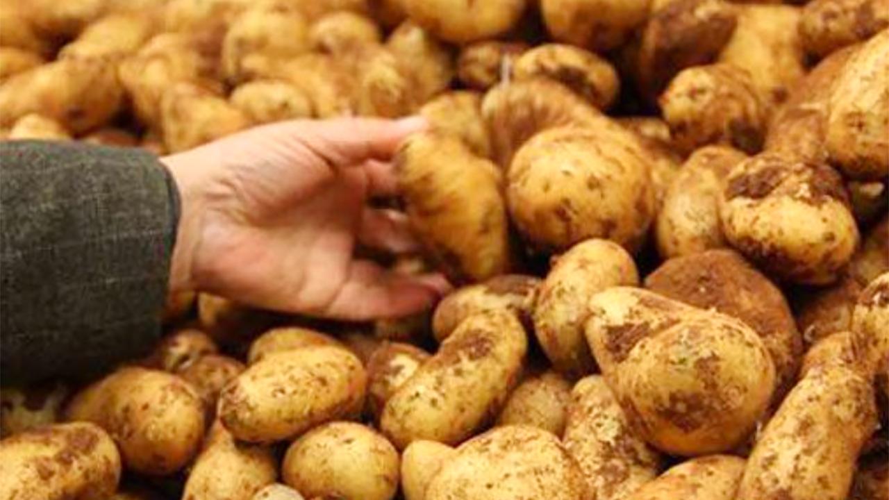 Hollanda'da Patates Fiyatları Tarlada Dibe Vurdu, Markette Değişmedi