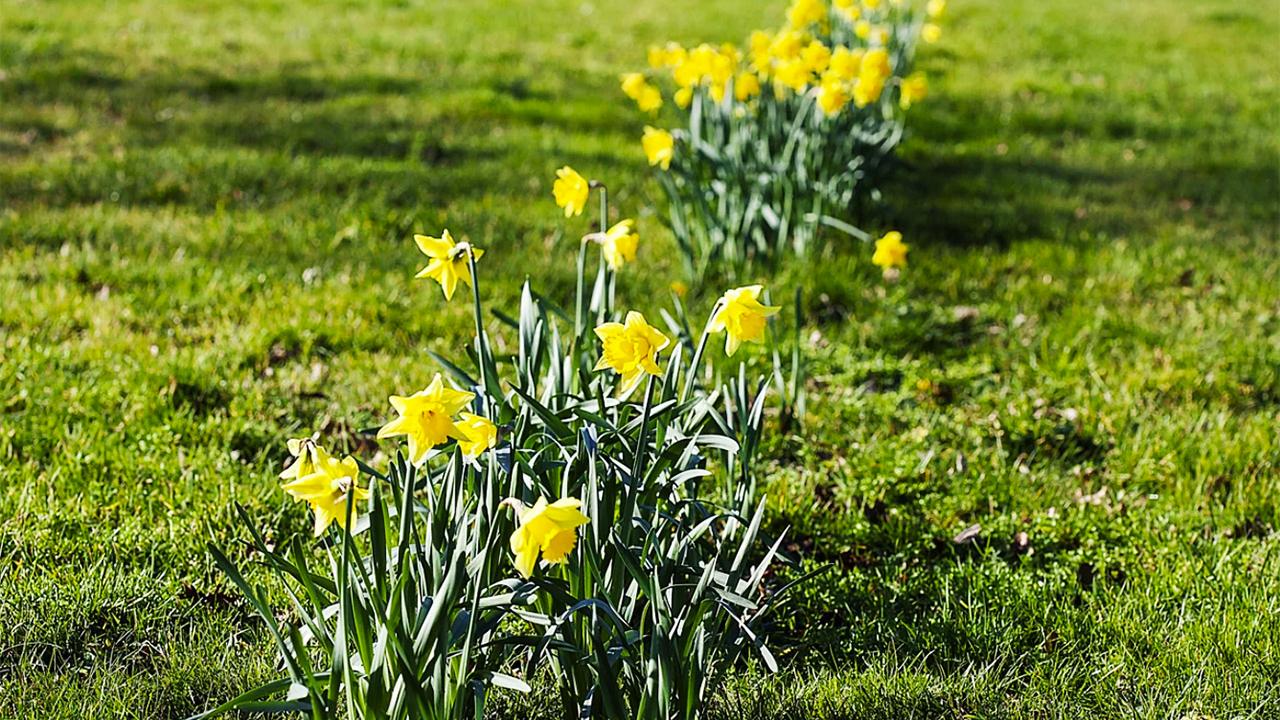 Hollanda’da 25 Şubat '2026 Yılının İlk Bahar Günü' Olarak Kayıtlara Geçti