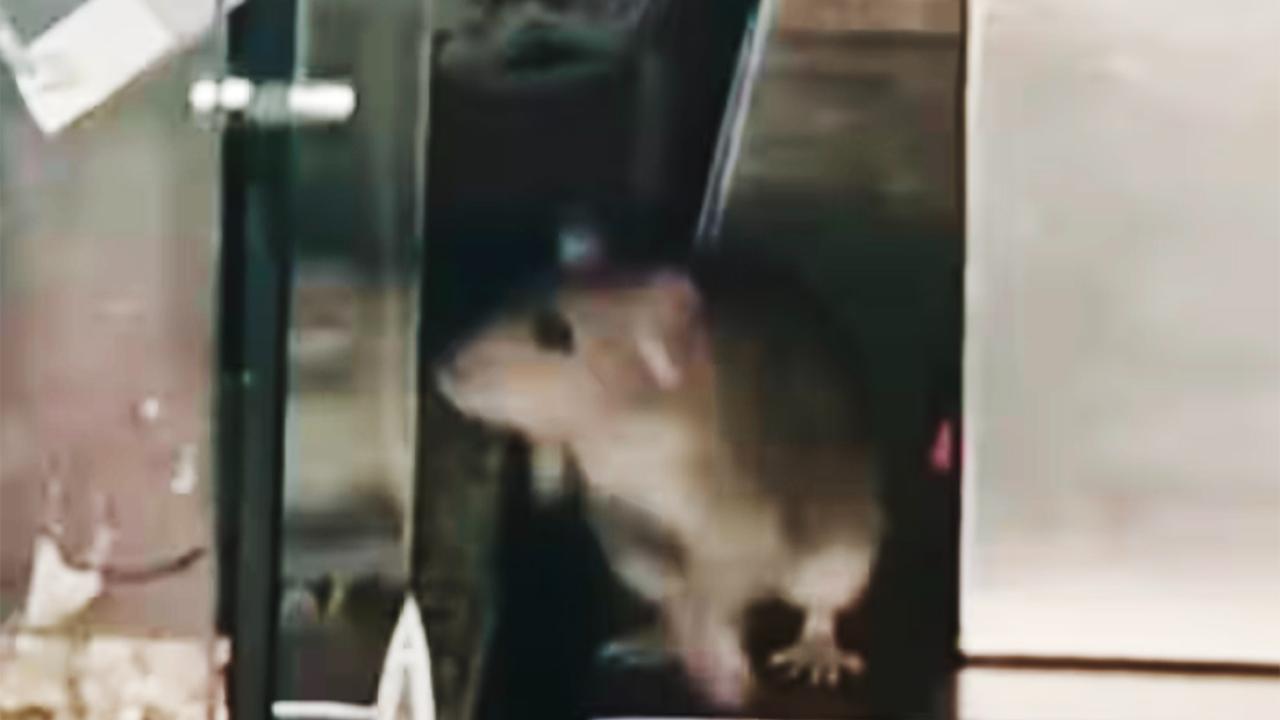 Amsterdam’da Şok Görüntüler: Restoranın Tavanından Fareler Düştü