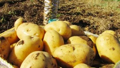 Hollanda'da Çiftçiler Yetiştirdiği Patatesi Satmak İçin Para Ödemeye Başladı