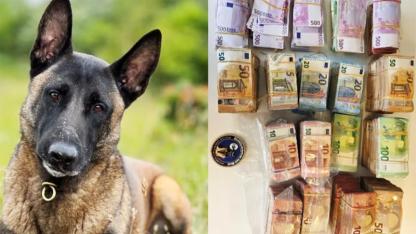Hollanda’da Polis Köpeği “Monster” Devreye Girdi! Evden 700 bin Euro Çıktı