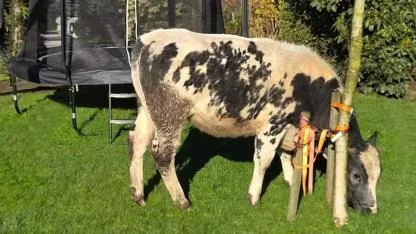 Hollanda’da Sabah Uyandıklarında Evelerinin Bahçesinde Otlayan İnekle Karşılaştılar