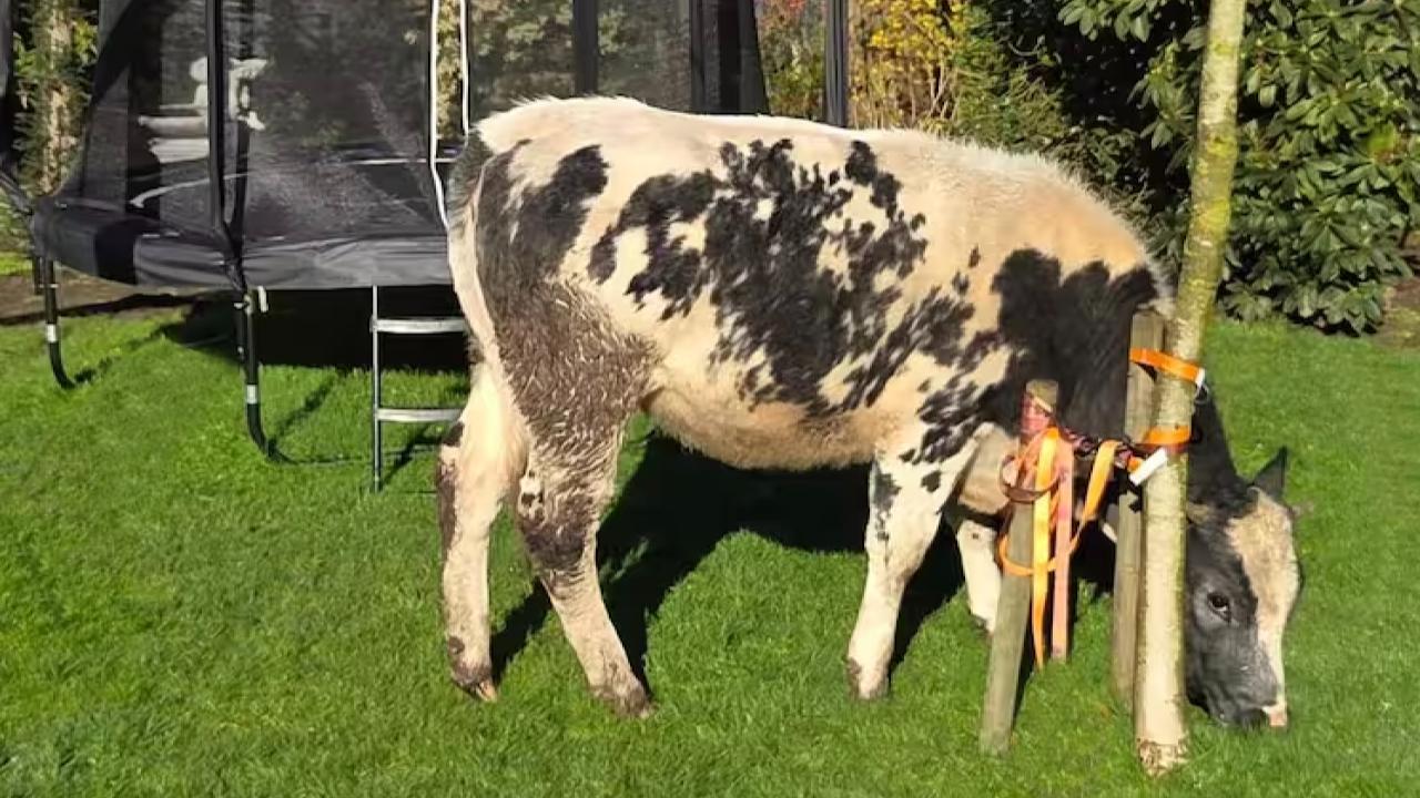 Hollanda’da Sabah Uyandıklarında Evelerinin Bahçesinde Otlayan İnekle Karşılaştılar