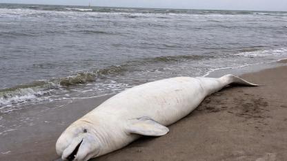 Hollanda Kıyısına Nadir Görülen Balina Vurdu: 1966’dan Beri Bir İlk