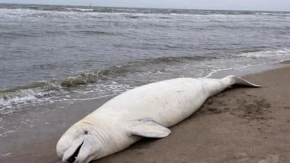 Hollanda Kıyısına Nadir Görülen Balina Vurdu: 1966’dan Beri Bir İlk