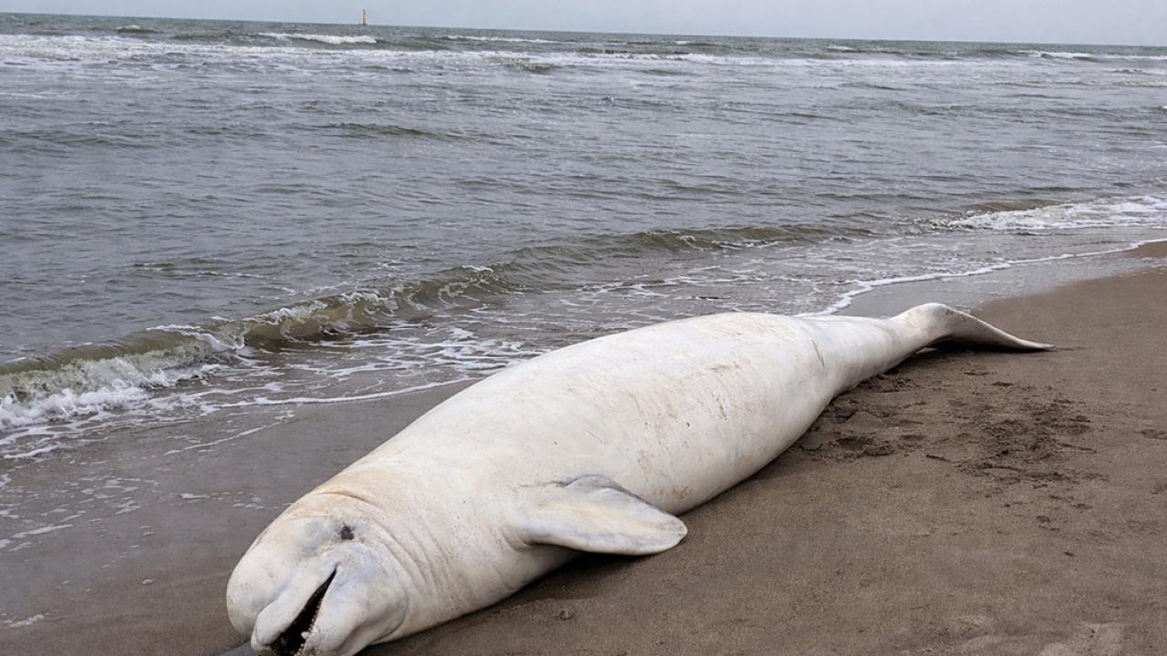 Hollanda Kıyısına Nadir Görülen Balina Vurdu: 1966’dan Beri Bir İlk