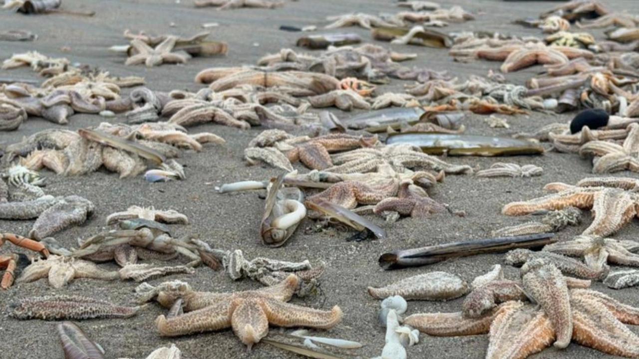 Hollanda'da Denizyıldızları Ouddorp Sahiline Vurdu