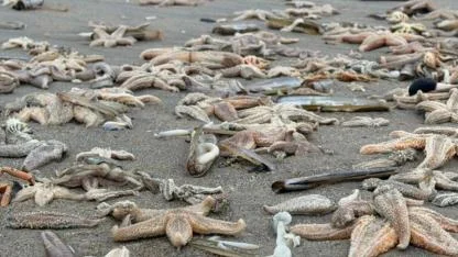 Denizyıldızları Hollanda'nın Ouddorp Sahiline Vurdu