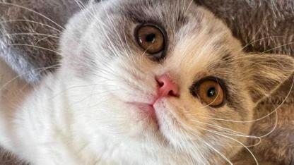 Hollanda'da Ölümcül Hastalığa Yakalanan Yavru Kedi Daisy İçin Seferberlik