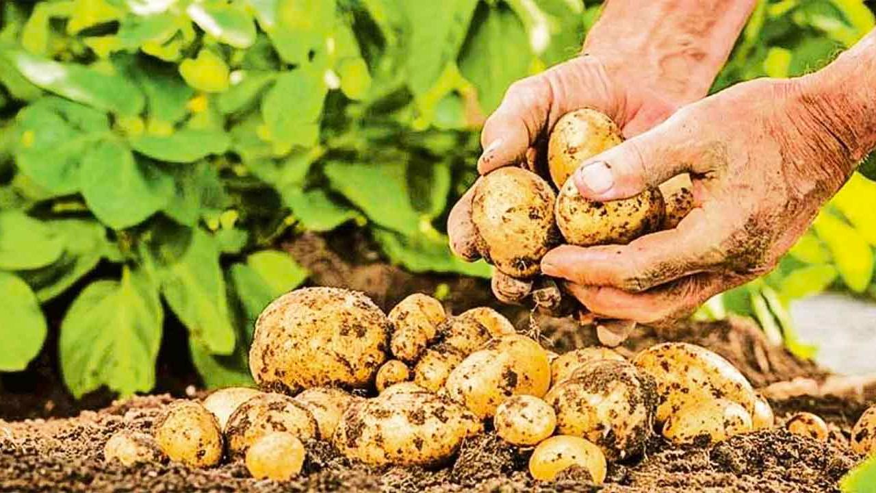 Hollanda'da Patates Bolluğu: Çiftçilerde 500 Milyon Kilo Fazla Patates