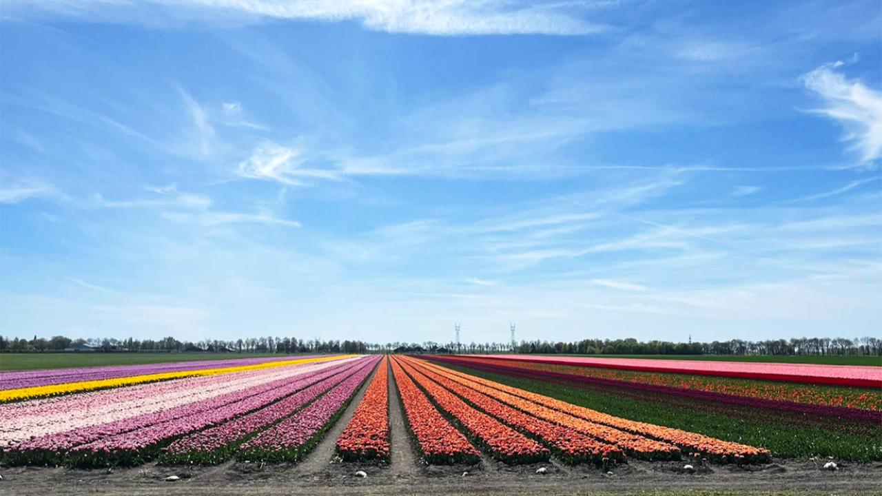 Hollanda’da Sıcaklıklar 25 Dereceye Çıkıyor: Güneşli Günler Kapıda