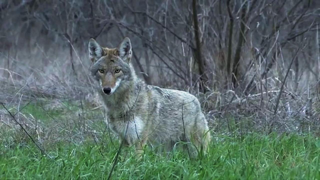 Hollanda'daki Kurt Sayısı Belirlendi