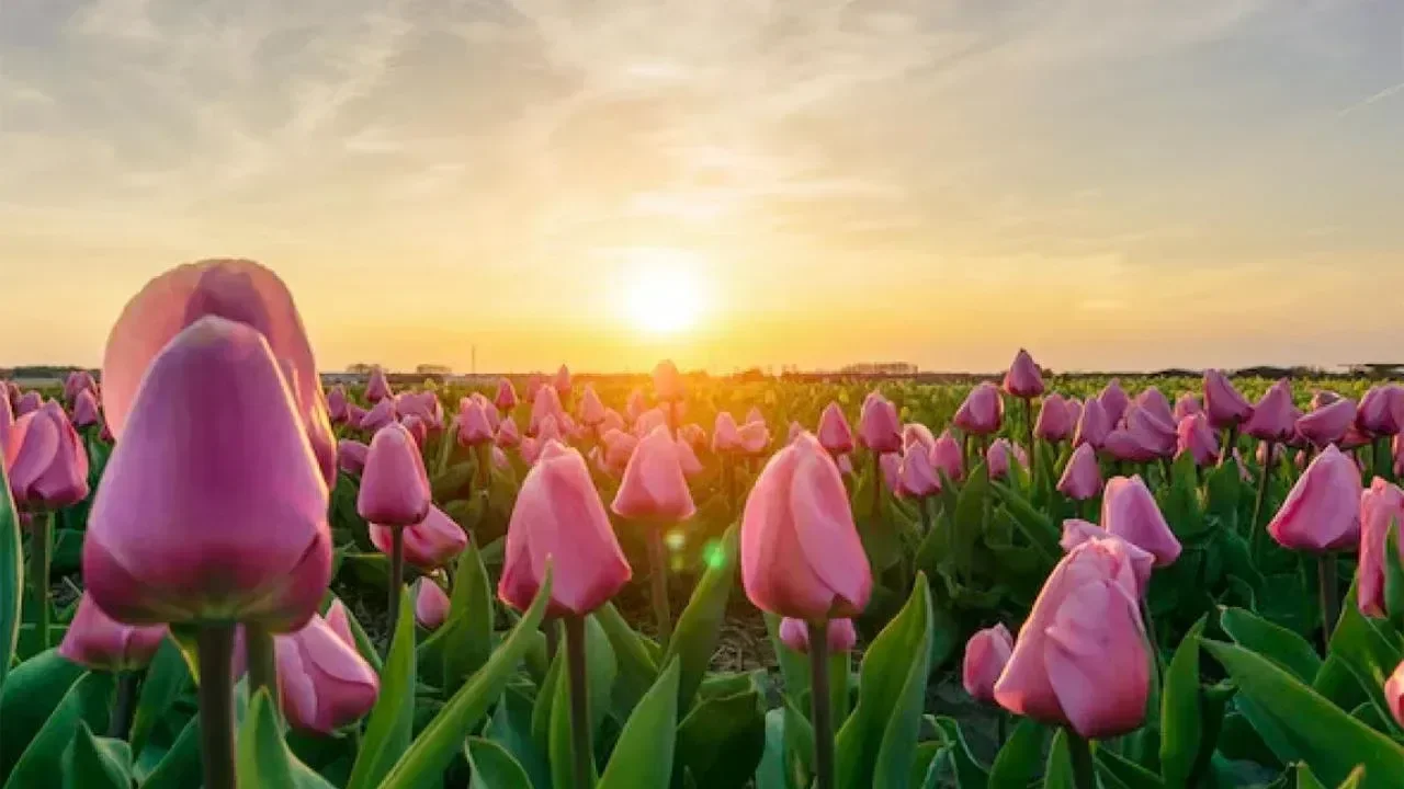 İkinci Paskalya Günü’nde Güneş Yüzünü Gösteriyor: Sıcaklık 15 Dereceye Kadar Çıkacak