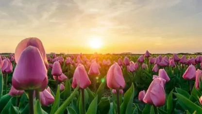 İkinci Paskalya Günü’nde Güneş Yüzünü Gösteriyor: Sıcaklık 15 Dereceye Kadar Çıkacak