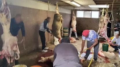 Hollanda’da Kaçak Mezbaha Baskını: 7 Kişi Suçüstü Yakalandı