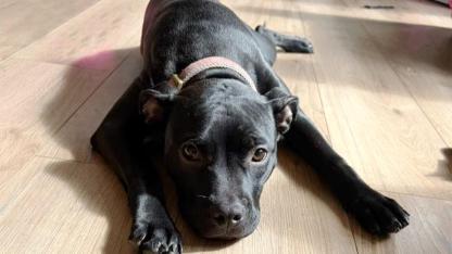 Kayıp Köpek Satışa Konulduğu Markplaats'ta Bulundu