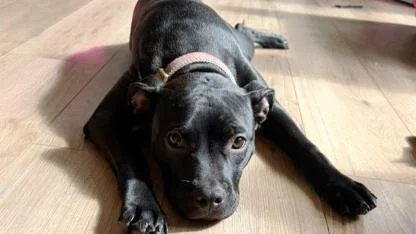 Kayıp Köpek Satışa Konulduğu Markplaats'ta Bulundu