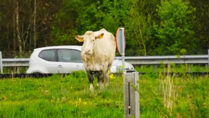 Hollanda'da Defalarca Silahla Vurulan İneğin Boğazı Kesildi