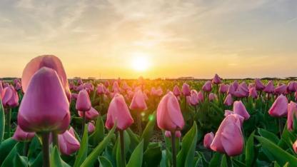 Yaz Sürprizi Kapıda! Hollanda’da Yılın İlk 20 Derecesi Görülüyor, Ardından Sert Hava Değişimi Geliyor